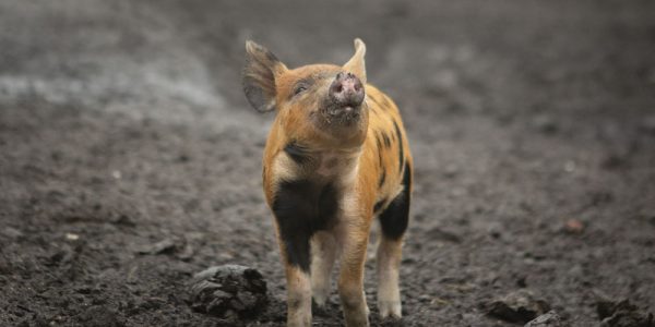 Akkervarken_goedgehouden05