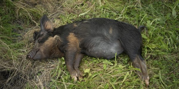 PluktuinGeesje_goedgehouden_banner02