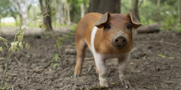 Poldervarken_goedgehouden_02