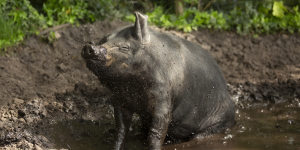 wroetendevarkensklein05